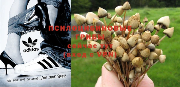 прущие крисы Белокуриха